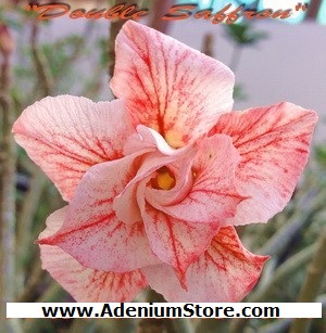 (image for) New Adenium \'Double Saffron\' 5 Seeds